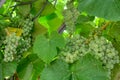 Fascicle of green grape growing among the leaves Royalty Free Stock Photo