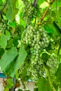 Fascicle green grape growing among the leaves