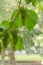 Fascicle green grape growing among the leaves. Vine branch with racemules of green grapes Royalty Free Stock Photo