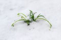 Fascicle of the snowdrops under a snow cover