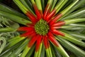 The Fascicularia bicolor, family Bromeliaceae. Royalty Free Stock Photo