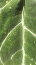 Fascinate large green bone leaves