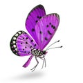 flying fancy purple butterfly with antenna big eyes wings body and long legs isolated on white background Royalty Free Stock Photo