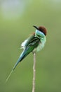 Fascinated green bird with brown head and long bills in goose bump action while lonely perching on thin twig