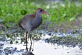 Fascinated grey breast bird with sweet pink bills bird with camouflage wings stanind in muddy spot in rice farm showing front view