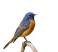 Fascinated orange and blue bird perching on wooden branch isolated on white background, male of Blue-fronted Redstart