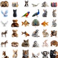Fascinating Animal Groups and Their Unique Names Royalty Free Stock Photo