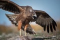 Fascinating closeup shot of a frenzied New Zealand wild hawk with open wings and beak