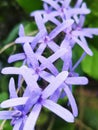 Fascinating clusters of bright purple flowers.