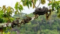 Group of Tree Vipers Coiled on a Rainforest Branch Royalty Free Stock Photo