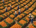 Joyful Asian Farmers Harvesting Fresh Oranges: Experience the Vibrancy of Citrus Harvesting