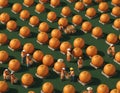 Joyful Asian Farmers Harvesting Fresh Oranges: Experience the Vibrancy of Citrus Harvesting