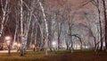 Fascinating magical birch grove in the city park. Spectacular.