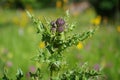 Beautiful violet thistle flower shining in the sunlight