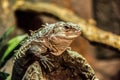 Fascinating Reptilian Closeup: Scaly Lizard\'s Sharp Features