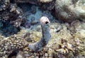 Fascinating sea cucumber filtering water in Indian Ocean