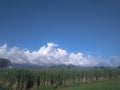 A fascinating seasonal panoramic view of green fields of sugarcane crops