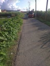 A fascinating seasonal panoramic view of  a rural road between green fields Royalty Free Stock Photo