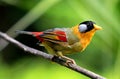 The fascinating Silver -eared Mesia Royalty Free Stock Photo