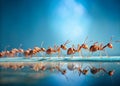 A Fascinating Study of Teamwork and Organization Ants Marching in Perfect Formation on a Light Blue Background Royalty Free Stock Photo