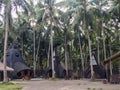 A fascinating view of the houses in palm trees