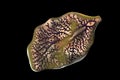 Fasciola hepatica, or liver fluke Royalty Free Stock Photo