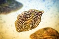 Fasciola hepatica, or liver fluke Royalty Free Stock Photo