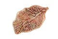 Fasciola hepatica, or liver fluke Royalty Free Stock Photo