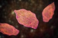 Fasciola hepatica, or liver fluke Royalty Free Stock Photo