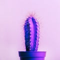 Fashion abstract cactus on pastel background. Neon light summer nature layout. Vibrant gradient glow on exotic plant. Minimal pop Royalty Free Stock Photo