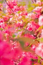 Fashion aesthetics outdoors. Pink Flowers. Cherry blossom tree