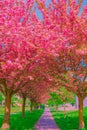 Fashion aesthetics wallpaper design. Cherry blossom tree. Pink Spring vibes