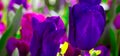 Fashion Aesthetics wallpaper flowers. PurpleTulip bloom