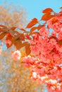 Fashion aesthetics wallpaper. Pink Flowers. Cherry blossom tree.