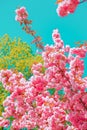 Fashion aesthetics wallpaper. Pink Flowers. Cherry blossom