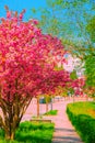 Fashion aesthetics wallpaper. Street. Cherry blossom tree.