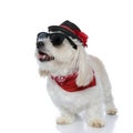 Fashion bichon dog wearing a hat, sunglasses and bandana Royalty Free Stock Photo