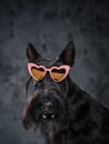 Fashion black canine animal with heart shaped sunglasses Royalty Free Stock Photo