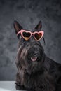 Fashion black canine animal with heart shaped sunglasses Royalty Free Stock Photo