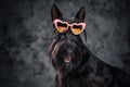 Fashion black canine animal with heart shaped sunglasses Royalty Free Stock Photo