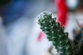 Fashion cactus green colored on in pots. Royalty Free Stock Photo