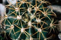 Fashion cactus green colored on in pots. Royalty Free Stock Photo