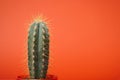 Fashion cactuson pastel red orange sunset color background. Minimalism. Creative cactus concept. Trendy way out west concept Royalty Free Stock Photo
