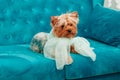 Doggy photo session couch tiffany blue turquoise color dog pet terrier sofa bow blue