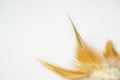 Fashion feather design background