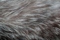 Fashion gray fur