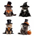 Fashion Halloween cat portraits isolated on white background, created with generative AI