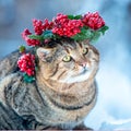 Fashion profile portrait of a cat wearing a Christmas wreath