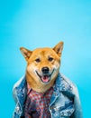 Fashion style dog in clothes Shiba Inu in jeans jacket and pink shirt