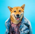 Fashion style dog in clothes Shiba Inu in jeans jacket and pink shirt